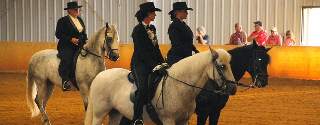 Mason Dixon Paso Fino Horse Association