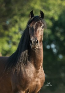 StunningSteedsPhoto-HR-5565-tu